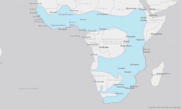 African Clawless Otter - Aonyx capensis