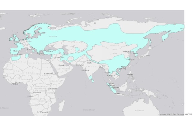 Eurasian Otter -Lutra lutra