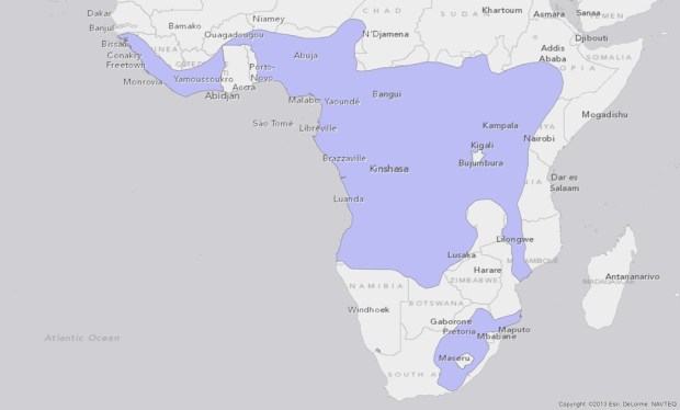 Spotted Necked Otter - Hydrictis maculicollis